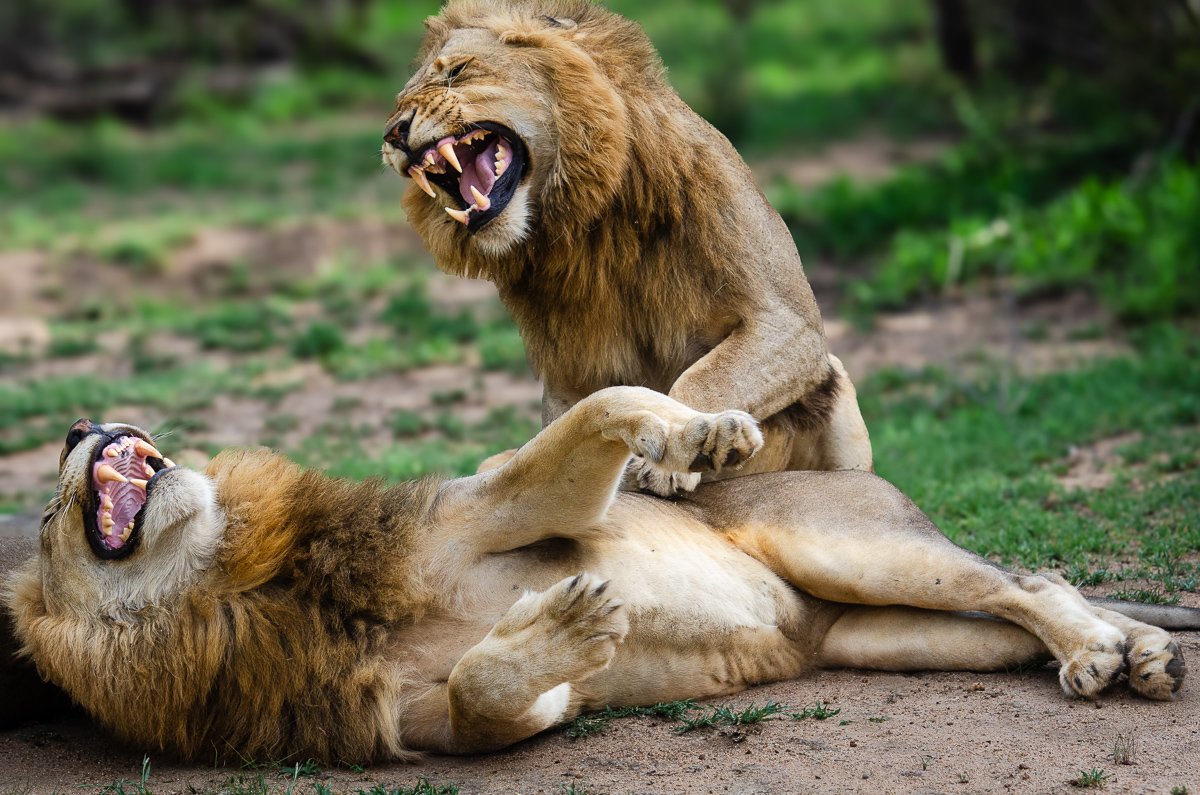 Huge MalaMala Lions Growling
