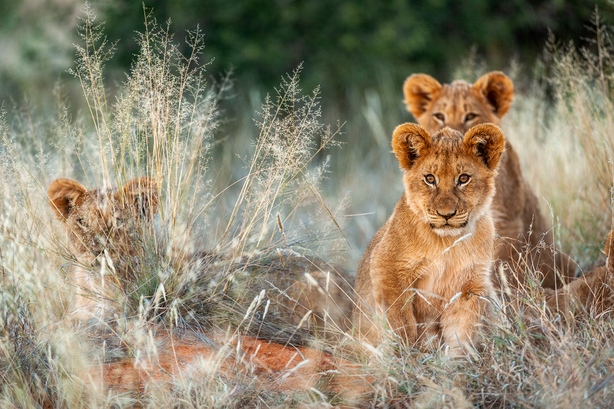 Tswalu Game Reserve. Southern Kalahari. Northern Cape. South Africa.